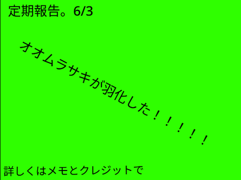 オオムラサキが羽化しました！(画質悪くてすみません)
