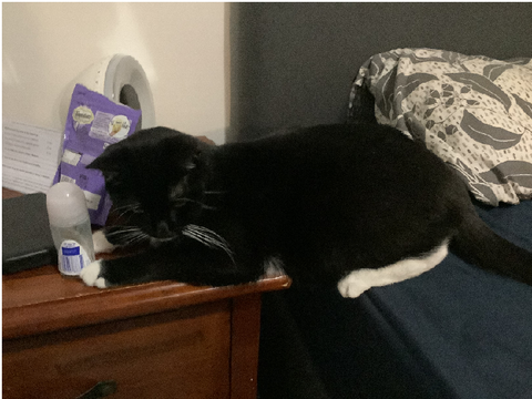 My cat- what the-