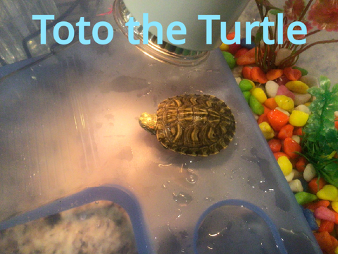 My turtle