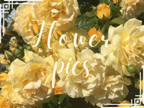 ︵ ✧ . Flower pics ⺌ 