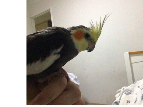 Birb