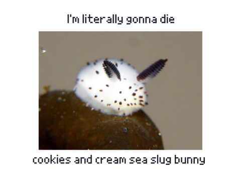i love sea slugs