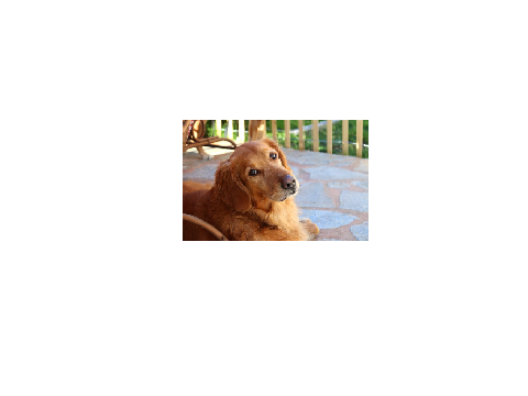 banana dog