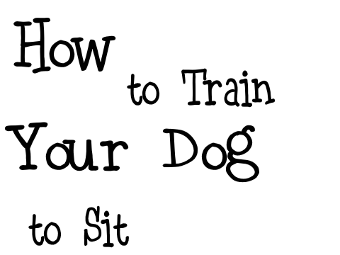 How to Train Your Dog to Sit!