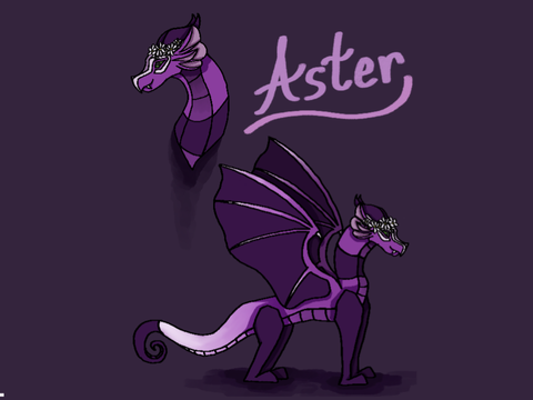 Aster