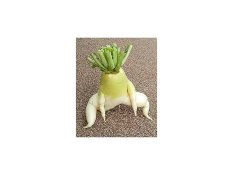 面白い大根