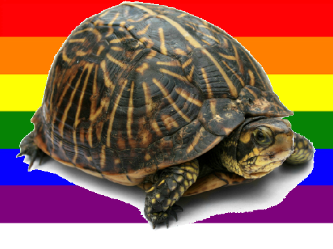 I like turtles
