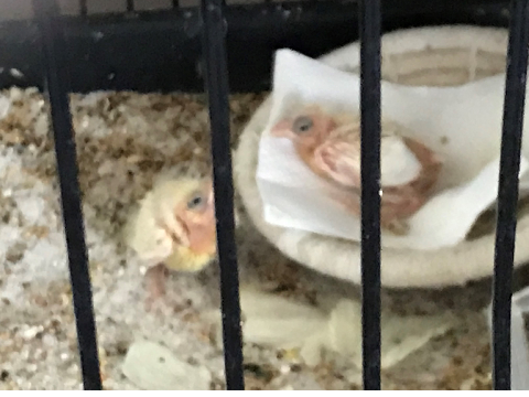 Next Canary photo