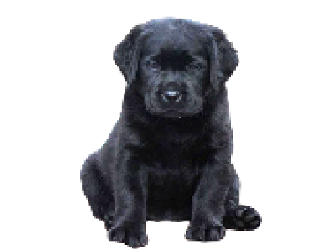 dog.mp4