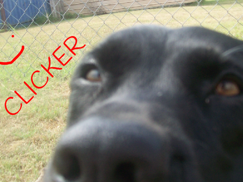 dog clickbait clicker 