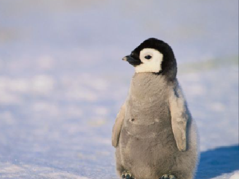 Penguin 