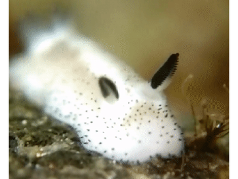 More sea slugs
