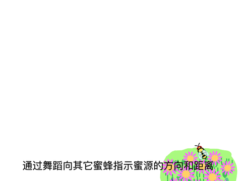 蜜蜂的故事（2）跳舞传信