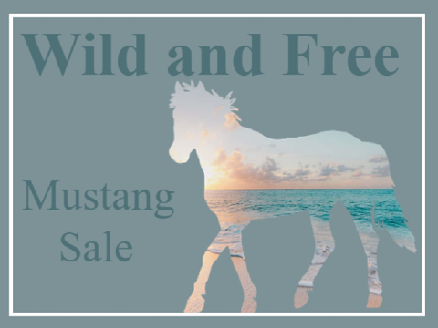 Wild and Free - Mustangs