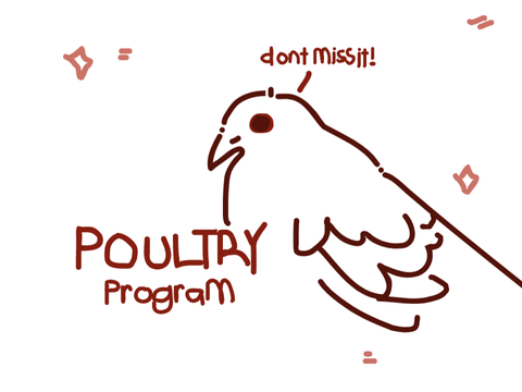 ☁︎ Launching this years Poultry Program! ☁︎