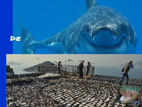 Sign if you're against shark cruelty!