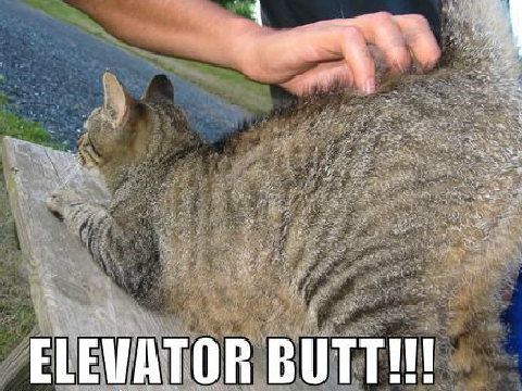 Oh My Gawshers