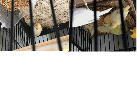 My cute birds