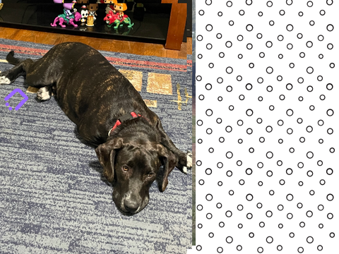 My dog now