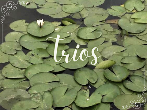 ︵ ✧ . Trios ⺌