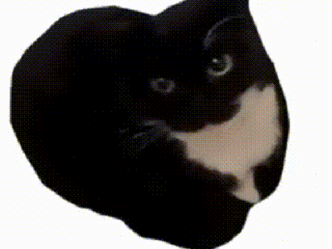 Big maxwell cat but the music is fast.