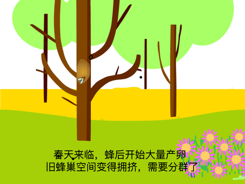 蜜蜂的故事3-分蜂