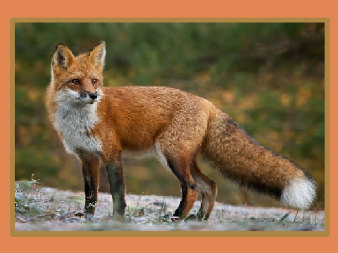 Remix If You Think Foxes Are Cute remix remix remix 
