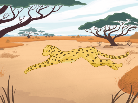 Cheetah running
