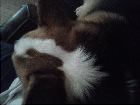Me and my pup cuddling