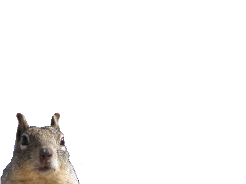 Squish the Squirrel ASMR