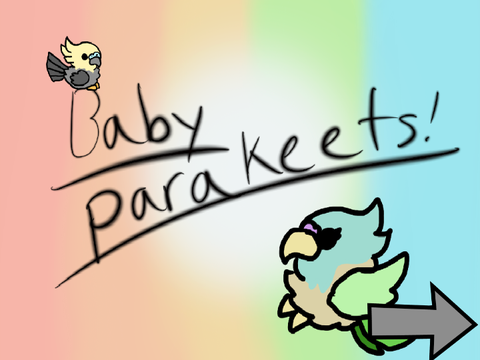 Baby Parakeets/ Batch 1 entry