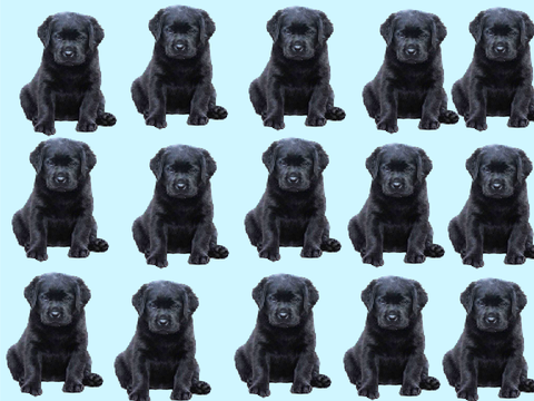 puppy army