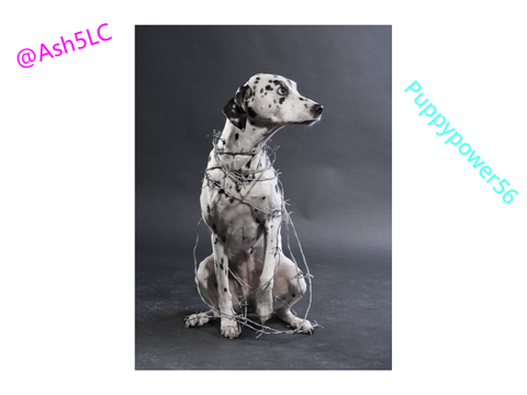 Stop animal abuse! | Remix and sign if you agree remix