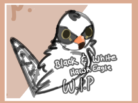 Black and white Eagle | Day 2