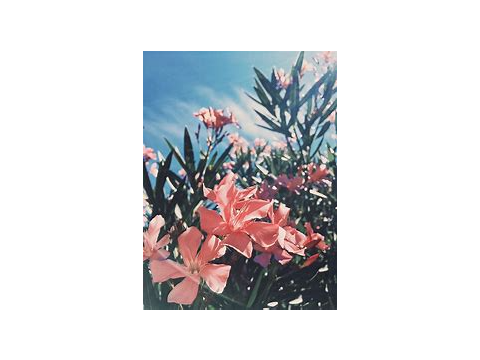 Aestheic