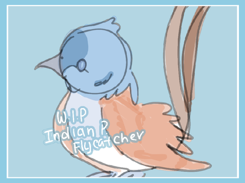 Indian P. Flycatcher | Day 3
