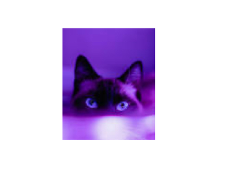 Cats are the best !