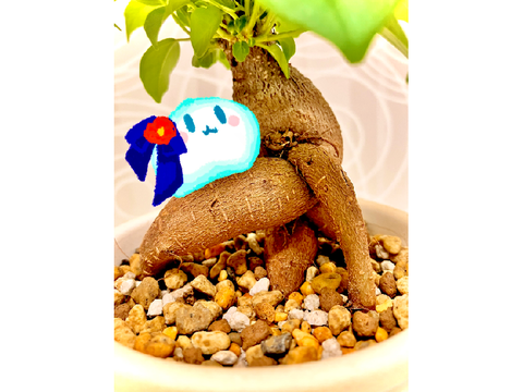 ツバキちゃんとガジュマル