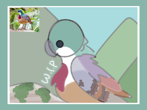 Bleeding heart pigeon | Day 5