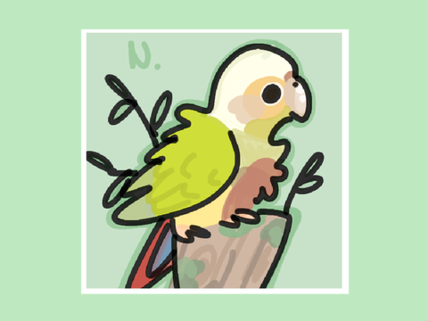 *finally* sun cheek conure [Prize 6]