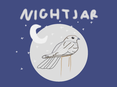 nightjars