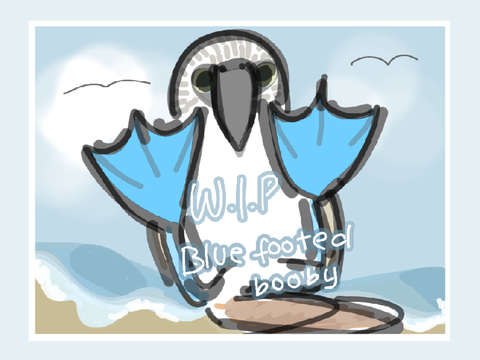 Blue footed b. | Day 6 *late*