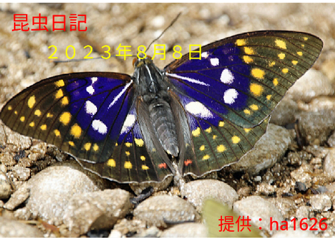昆虫日記2023年8月8日