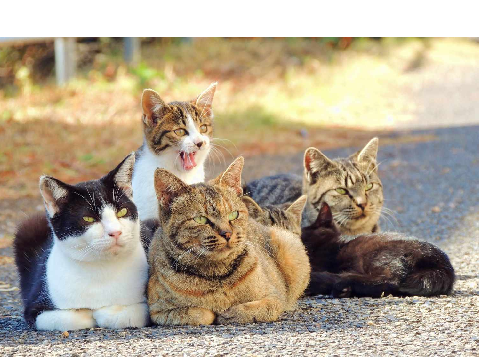 Happy National Cat Day
