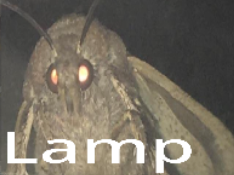 lämp