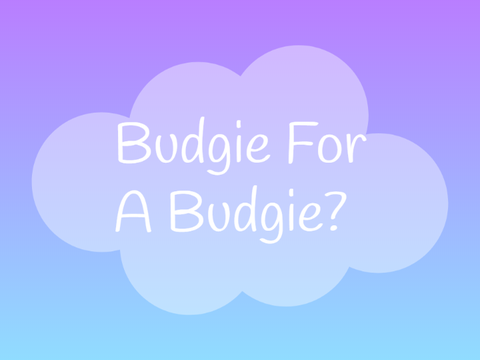 A Budgie For A Budgie?