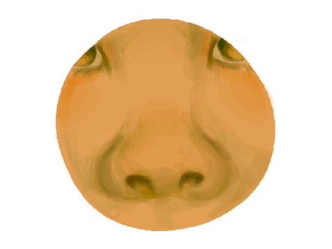 nose round two