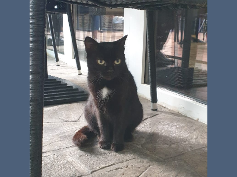 very cute cat