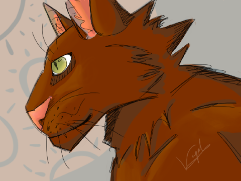 A cat