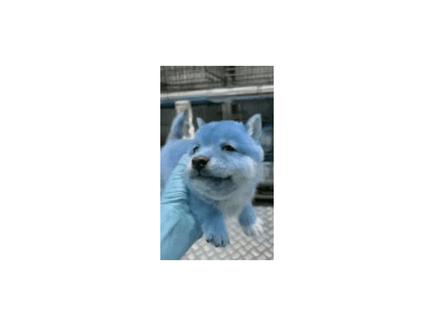 blue soge